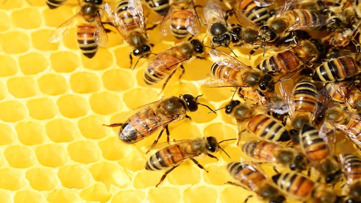 Raw Honey, Raw Honey benefits, Raw honey side-effects, healthy food, healthy eating, health news, Raw Honey, Raw Honey benefits, Raw honey side-effects, healthy food, healthy eating, health news,