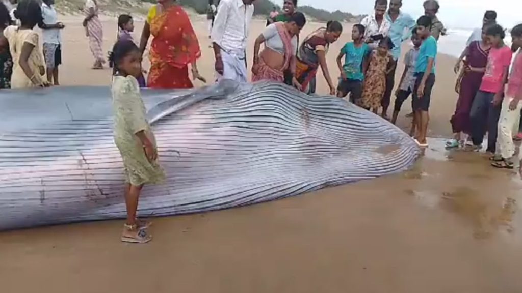 blue whale blue whale