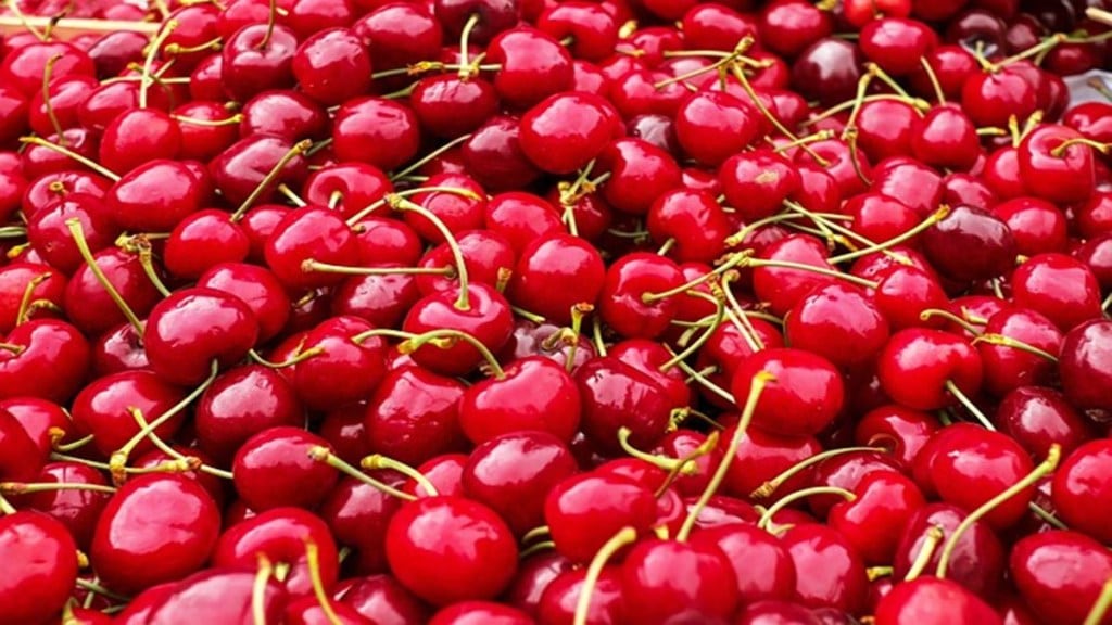 Cherries, cherries benefits, cherries side effects, healthy eating, health news,