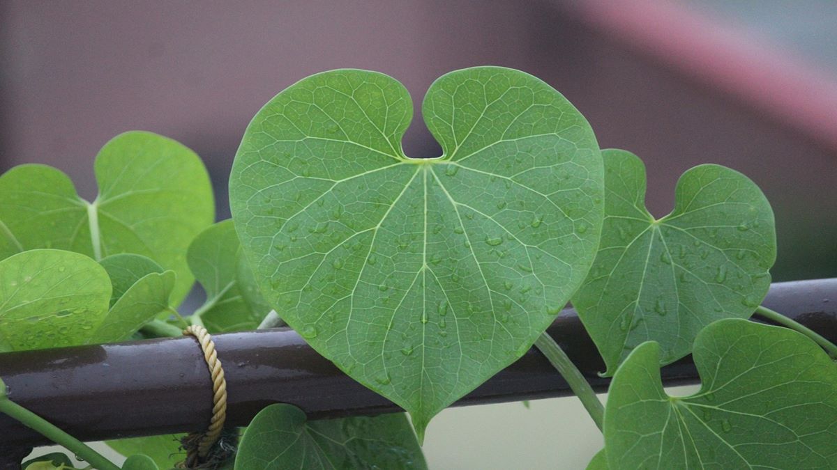 Giloy leaves, giloy juice, dengue, dengue outbreak, dengue in India, health news, Giloy leaves, giloy juice, dengue, dengue outbreak, dengue in India, health news,