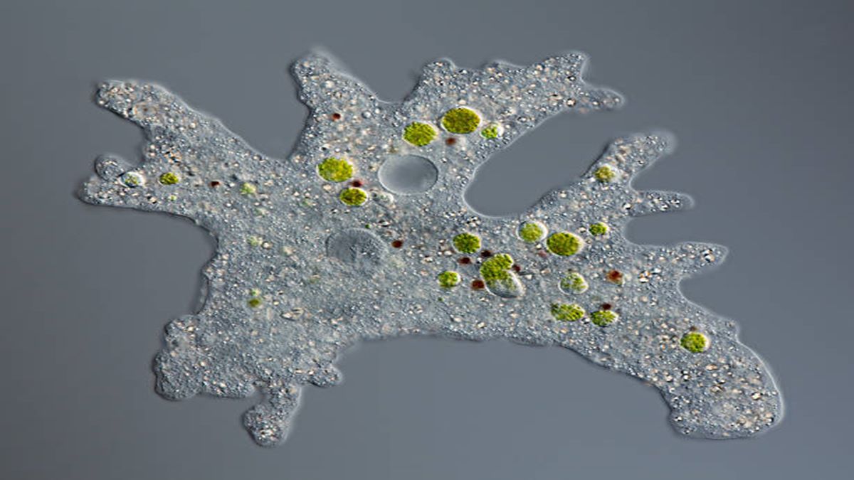 Brain eating Amoeba, Brain eating amoeba in Kerala, symptoms, treatment, causes, healthcare news Brain eating Amoeba, Brain eating amoeba in Kerala, symptoms, treatment, causes, healthcare news