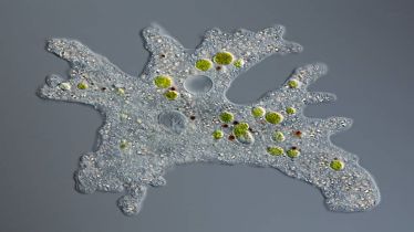 Brain eating Amoeba, Brain eating amoeba in Kerala, symptoms, treatment, causes, healthcare news