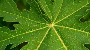 Dengue, Dengue fever, dengue outbreak, papaya leaves, dengue home remedies, health news,