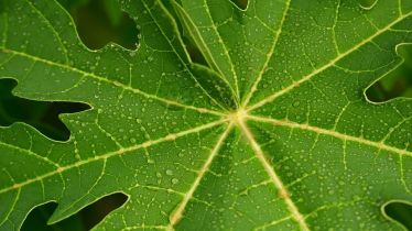 Dengue, Dengue fever, dengue outbreak, papaya leaves, dengue home remedies, health news,