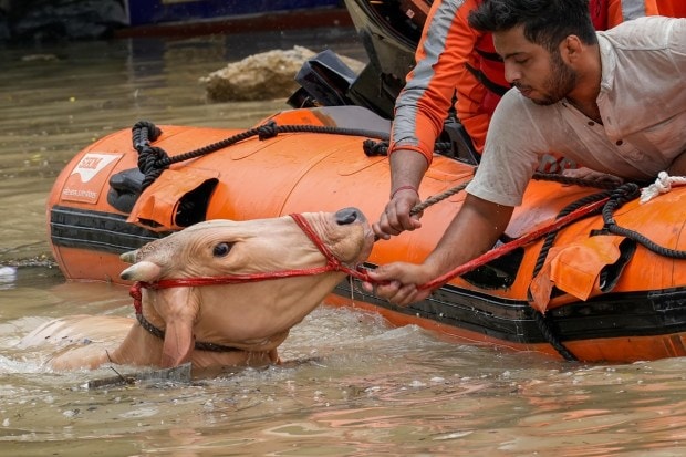 NDRF personnel and locals rescue a cow from a flooded area as the swollen Yamuna river inundates nearby areas, near Sant Parmanand Hospital, in New Delhi on July 15, 2023. (Image: PTI Photo/Kamal Singh)