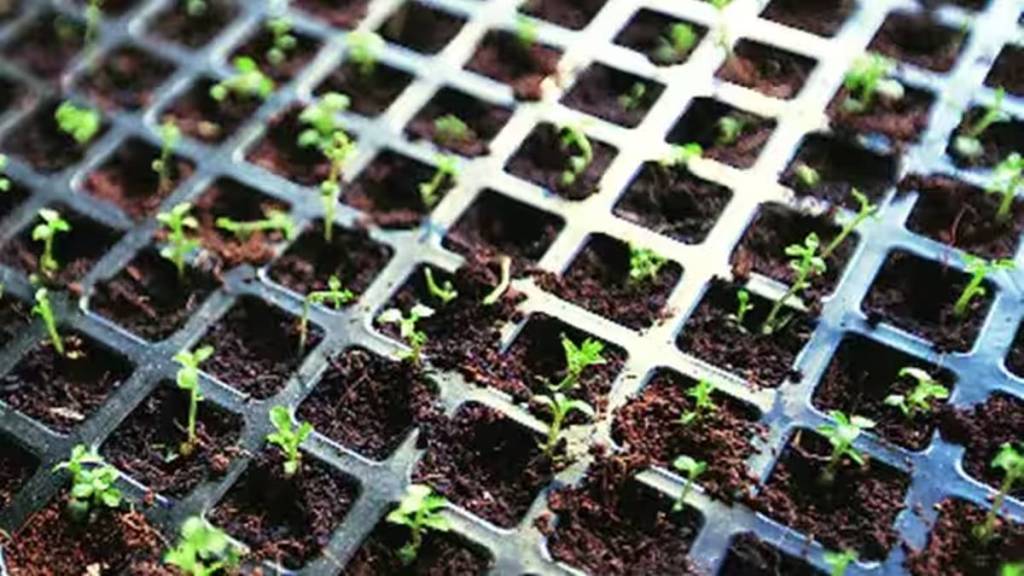plant saplings