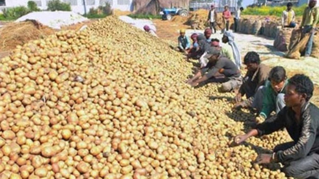 potato, india