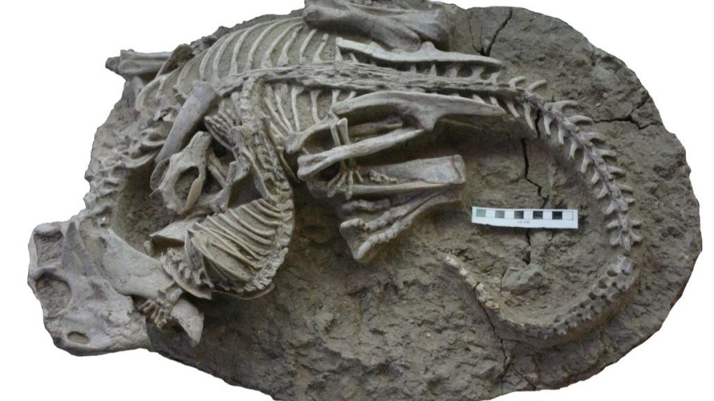 Mammal attacking dinosaur fossil, preserved fossil, fossil of dinosaur, mammal attacks dinosaur, dinosaur eaten by mammal, China fossil