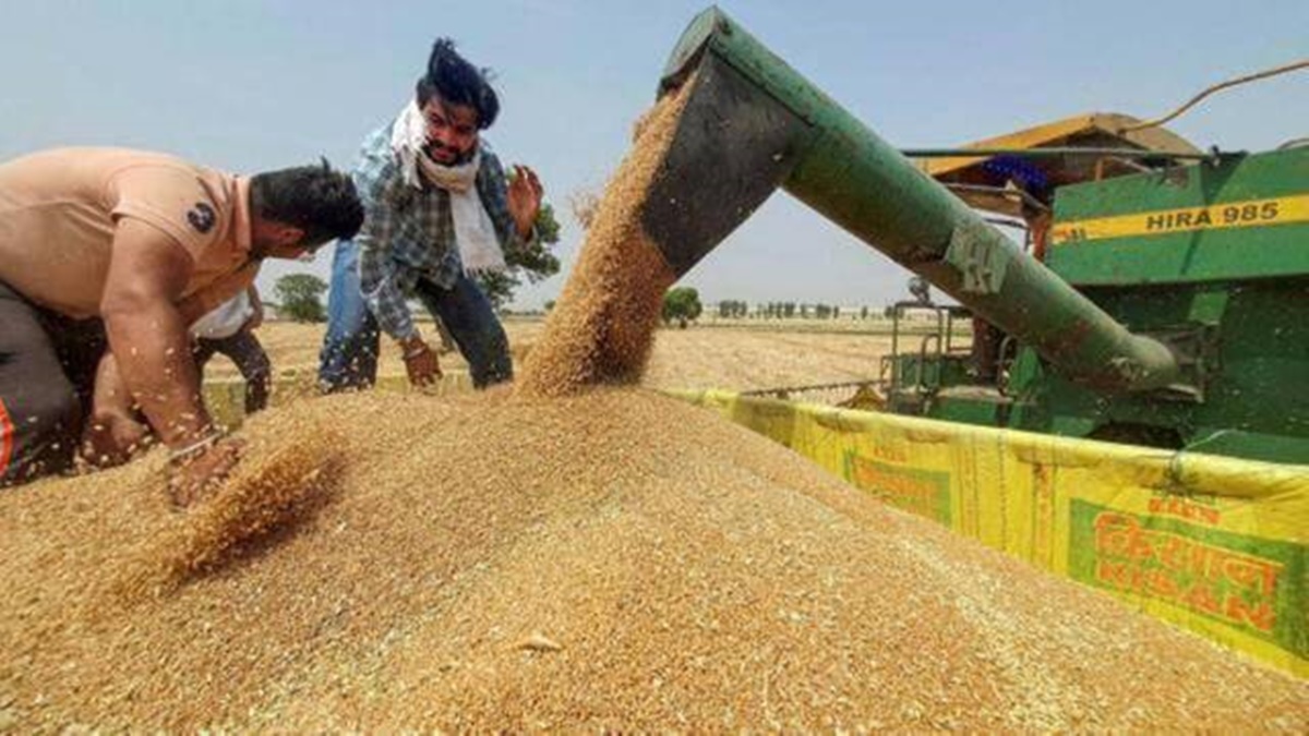 rice, wheat rice, wheat