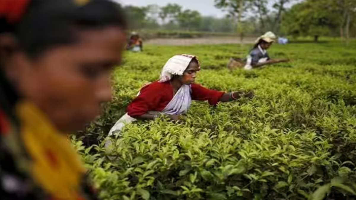 sustainability, eco-friendly practices, tea and coffee industry, environmental impact, Sustainable Sourcing, Energy Efficiency, Eco-Friendly Packaging, fair trade, ethical practices, awareness