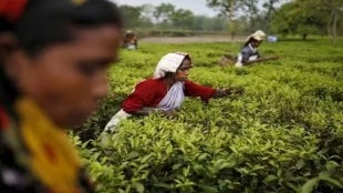 sustainability, eco-friendly practices, tea and coffee industry, environmental impact, Sustainable Sourcing, Energy Efficiency, Eco-Friendly Packaging, fair trade, ethical practices, awareness