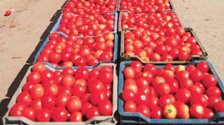 tomato price, karnataka
