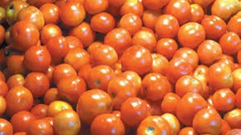 tomato, commodities tomato, commodities