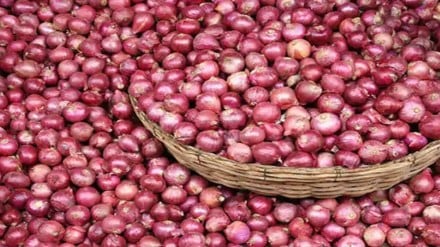 onion, onion purchase, onion price, onion price hike, onion, onion purchase, onion price, onion price hike,