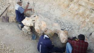 heaviest animal, Blue whale, Peru animal, discovery, heaviest whale