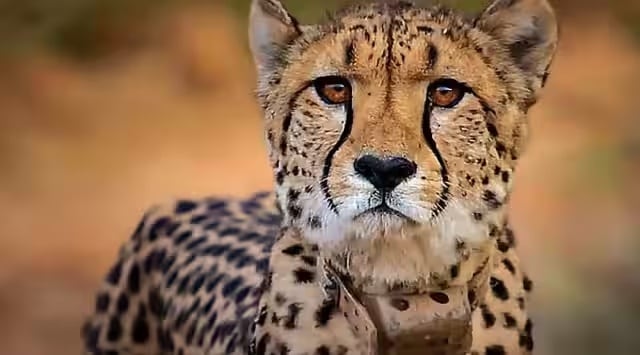 As cheetah fatalities rise at Kuno National Park, foreign experts raise 'serious concerns' in letter to SC