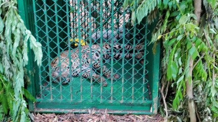 Leopard attack, Leopard Tirumala