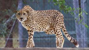 Kuno national park, Cheetah death, African cheetah, Cheetah, Cheetah in India