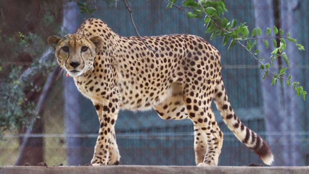 Kuno national park, Cheetah death, African cheetah, Cheetah, Cheetah in India