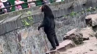 Sun bear, China zoo, China Sun Bear, Standing bear, China zoo controversy