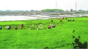agriculture