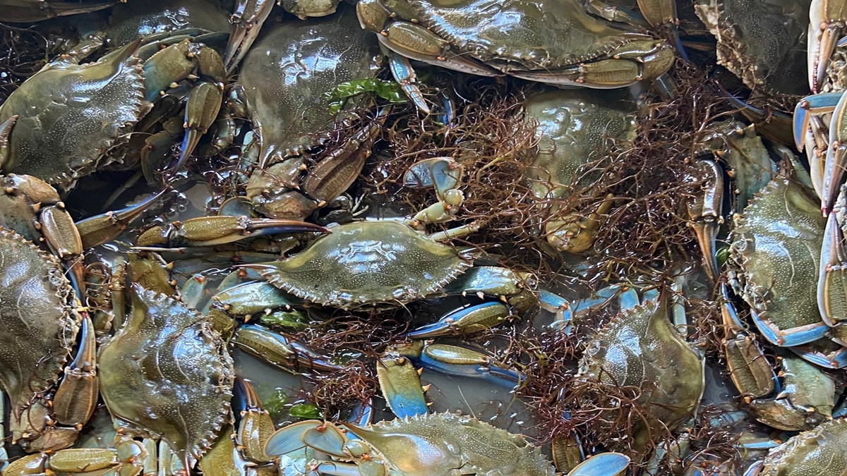 Blue Crabs invasion in Italy, Italy