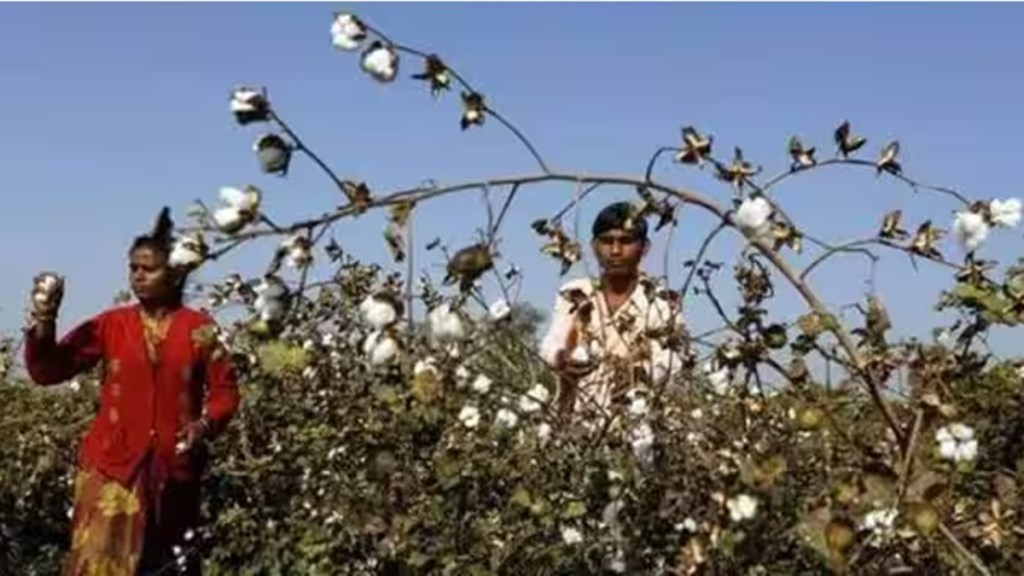cotton