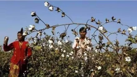 cotton