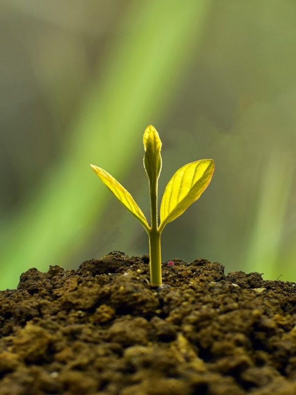 SIP calculator- best small cap funds