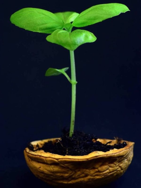 SIP schemes with 5x more returns than Fixed Deposit