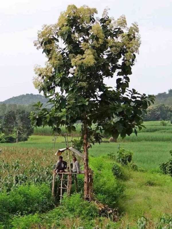 kisan vikas patra news