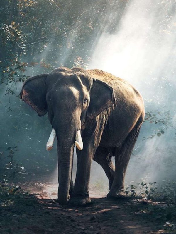 SIP planning for best large cap funds