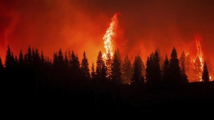 California fires, US forest fires, wildfires in US, Hawaii wildfires, death toll wildfires