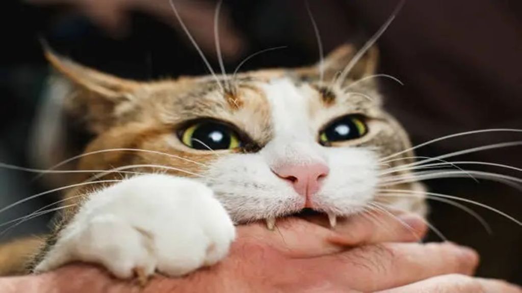 Cat bite, cat bite infection, streptococcus, bacterial infection, healthcare news,