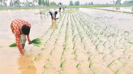 kharif, economy kharif, economy