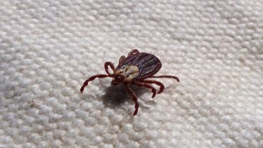 Powassan virus, Powassan virus outbreak, Powassan virus symptoms, Powassan virus treatment, tick bites, healthcare news,