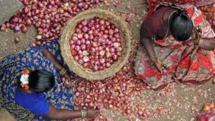 onion, market