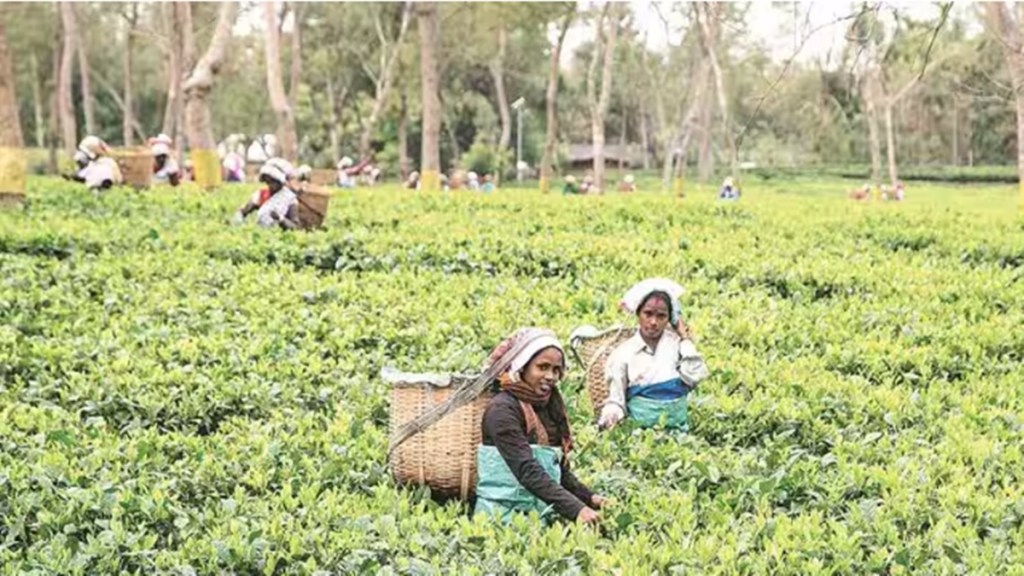 plantation, tea plantation