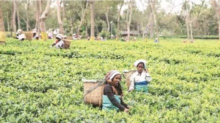 plantation, tea plantation