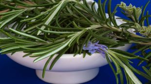 Rosemary, Rosemary for hair growth, rosemary side effects, rosemary benefits, health news,