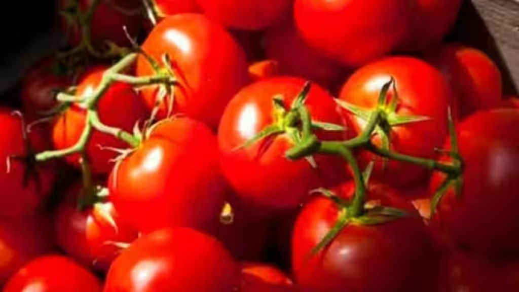 tomato, tomato prices, economy, economy news, retail prices