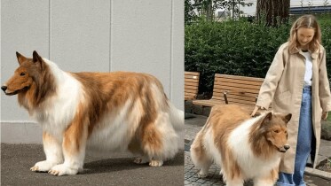 toco japanese man dog
