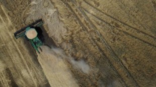 rice, wheat, econmy, fci, food corporation of india, trade