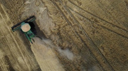 rice, wheat, econmy, fci, food corporation of india, trade