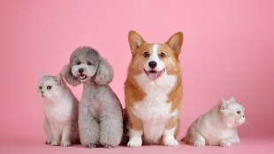 Will writing for pets