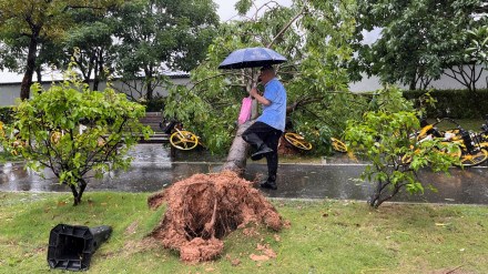 Typhoon Saola, Typhoon Saola news, Typhoon Saola latest news, Typhoon Saola landfall,