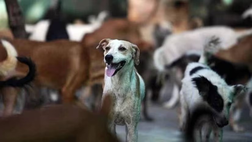 Ghaziabad boy hides dog bite from parents, dies of rabies a month later Ghaziabad boy hides dog bite from parents, dies of rabies a month later