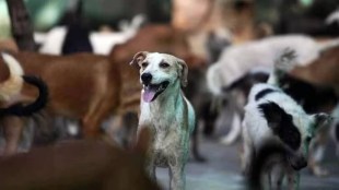 Ghaziabad boy hides dog bite from parents, dies of rabies a month later