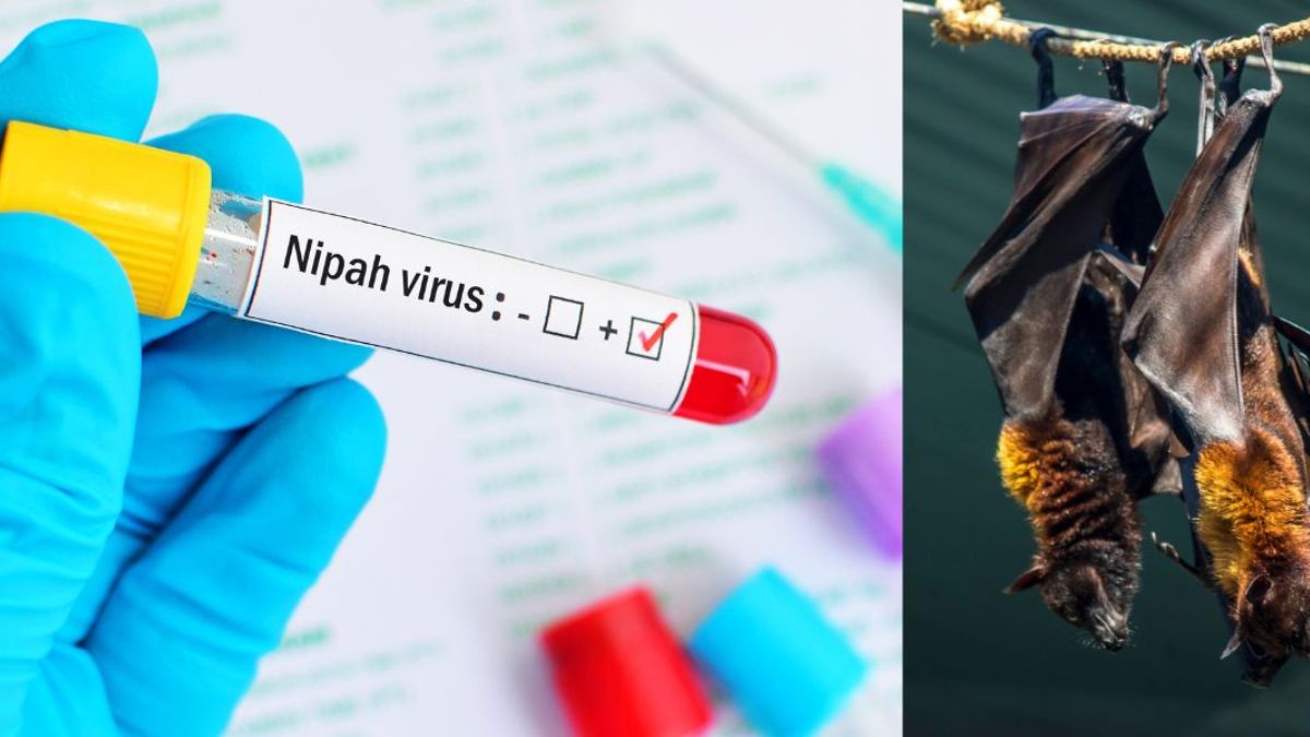 nipah virus, kozhikode, kerala, health nipah virus, kozhikode, kerala, health