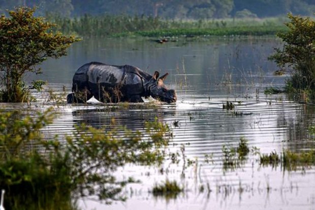 A rhinoceros inside the flood-affected Pobitora Wildlife Sanctuary on August 31. (Image: PTI)